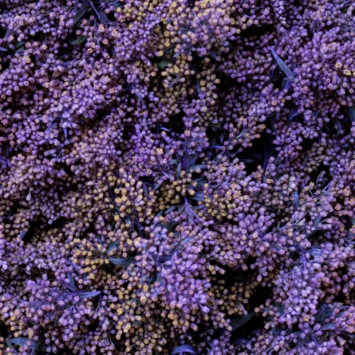 Solidago Tinted1