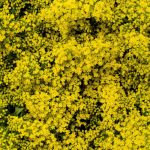 Yellow Solidago Goldenrod