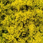Yellow Solidago Goldenrod11