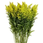 Yellow Solidago Goldenrod for Vibrant Floral Arrangements