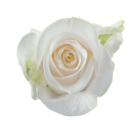 Bulk White Roses - Per stem (1.64)1