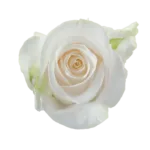 bulk white roses wedding GTA