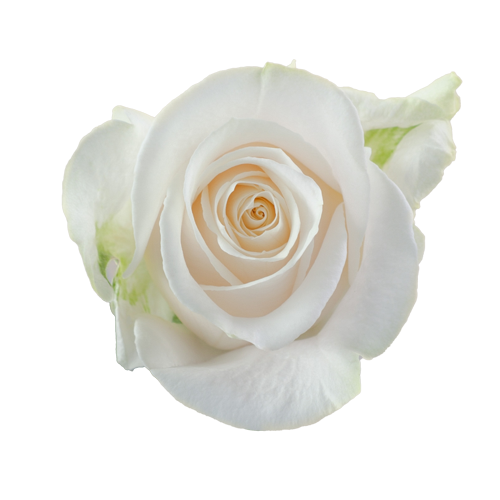 Bulk White Roses - Per stem (1.64)1
