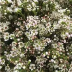 Wax Flowers White1