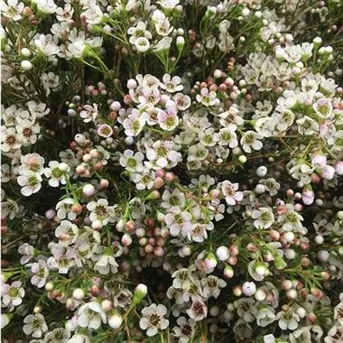 Wax Flowers White1