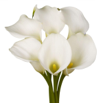 Calla Lily White
