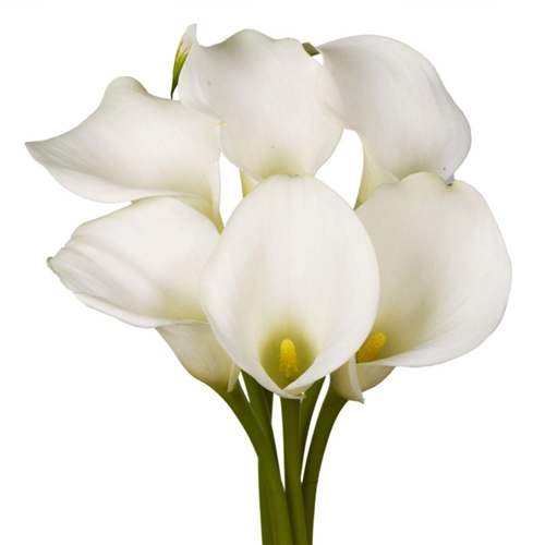 Calla Lily White