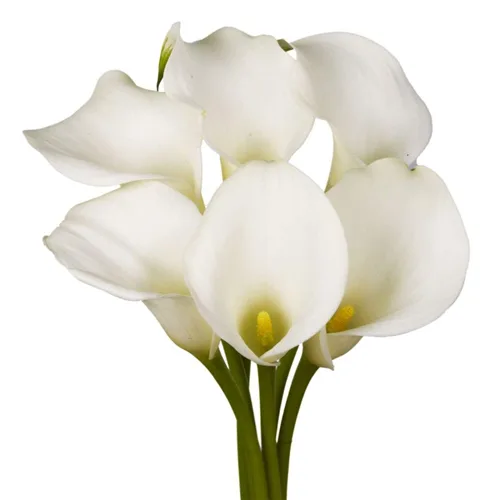 Calla Lily White1