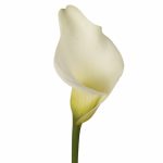 WHITE CALLA LILI 1