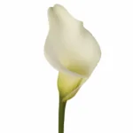 WHITE CALLA LILI 11