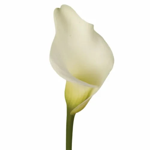WHITE CALLA LILI 1
