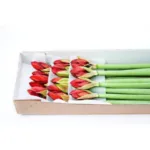 Amaryllis Red for Extraordinary Event Decoration Ideas
