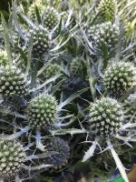 Blue Eryngium Thistle