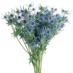 Blue Eryngium Thistle1