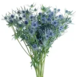 Blue Eryngium Thistle11
