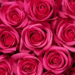 Bulk Hot Pink Roses11