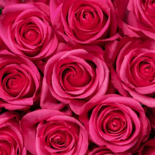 Bulk Hot Pink Roses11