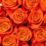 Bulk Orange Roses11