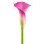 Calla Lilly Fantasia11
