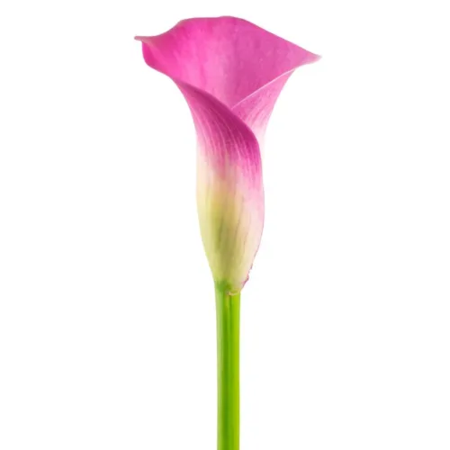 Calla Lilly Fantasia1