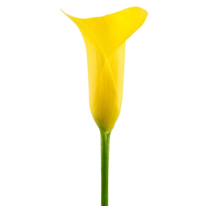 Calla_Lilly_Yellow