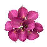 Calla_Lillys_Fantasia