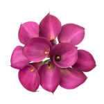 Calla Lily Pink