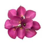 Calla Lily Pink11