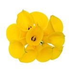Calla_Lillys_Yellow