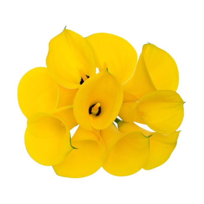 Calla_Lillys_Yellow