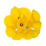 Yellow Calla Lily