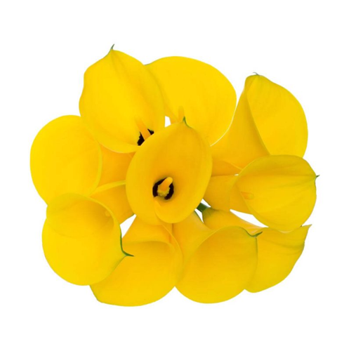 Yellow Calla Lily