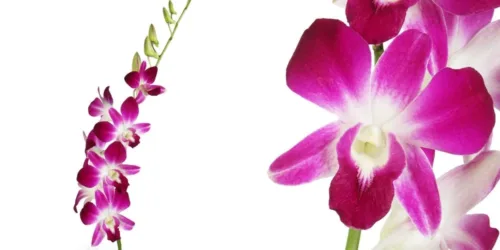 Sonnia Dendrobium Orchids1
