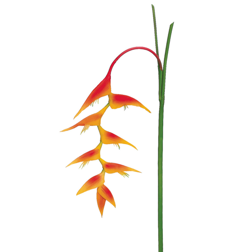 Pendant Heliconias