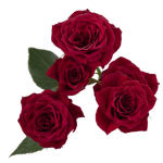 Red Spray Roses1