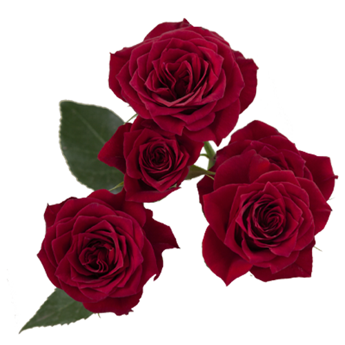Red Spray Roses1