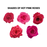 Hot Pink Roses 11