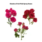 Hot Pink Spray Roses11