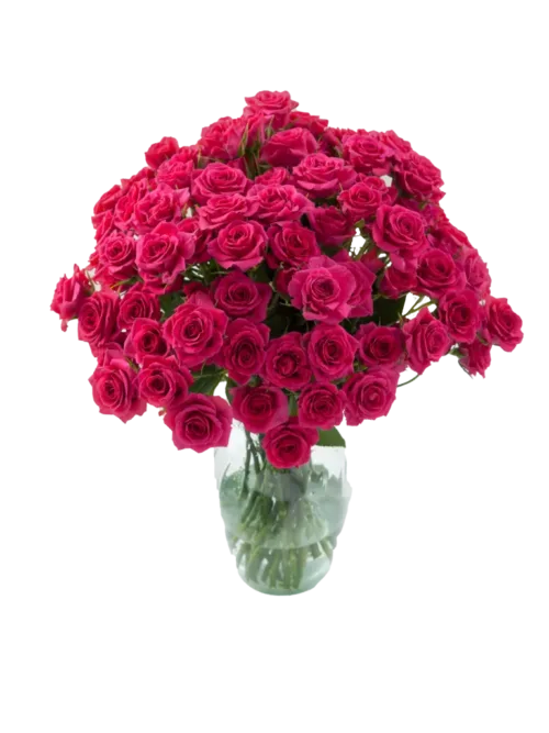 Hot Pink Spray Roses11