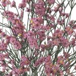 Limonium Flower pink
