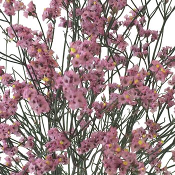 Limonium Flower pink