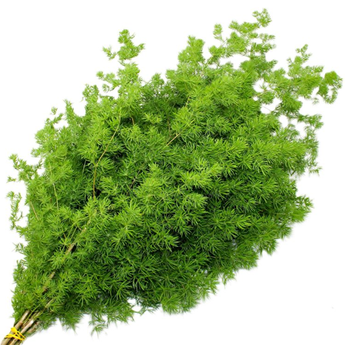 Asparagus Ming Fern1