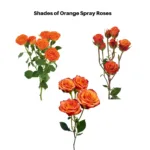 Orange Spray Roses 11