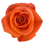 Bulk Orange Roses 1