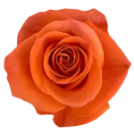 Bulk Orange Roses, 50 stems