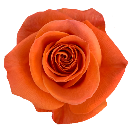 Bulk Orange Roses 1