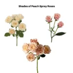 Peach Spray Roses 11