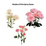 Pink Spray Roses11