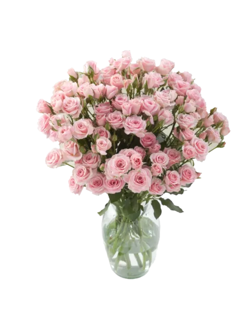 Pink Spray Roses11