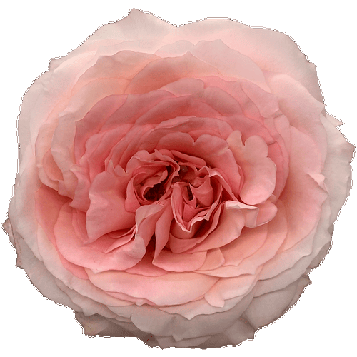Pink Garden Roses - 20 Stems1